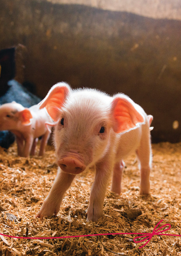 A Piglet for Progress